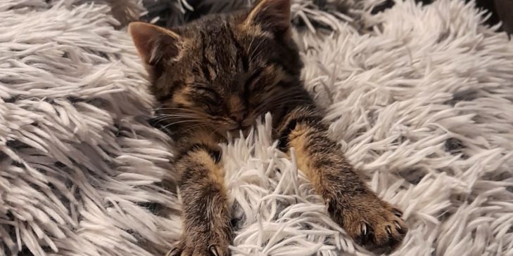Chat tigré se reposant au Domaine Detoyle